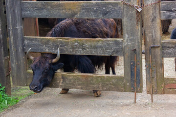 
Animal life in the Cabarceno park, elephants, bison, primates (Cantabria)