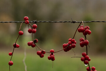 Neckless red berry seed