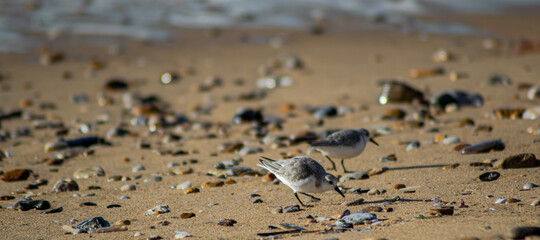 Vendée, France; January 25, 2021: A sanderling (Calidris alba) looks for moluscs to eat on a beach in Bretignolles Sur Mer.

