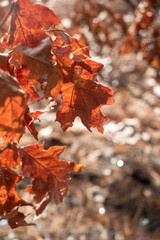 Details of Orange Fall leaves