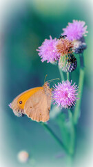 Beautiful burdock flowers with ant and orange butterfly in morning haze in clear nature close-up macro. Landscape vertical format, copy space, cool green tones. Delightful pastoral artistic image.