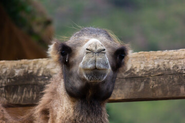 Fototapeta premium Animal life in the Cabarceno park, elephants, bison, primates (Cantabria)