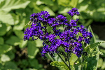 Garden Heliotrope (Heliotropium arborescens) in garden