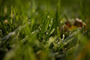 Frozen grass green leaf winter season