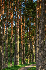 Fototapeta premium Road in a beautiful forest, sunlight streaming through pine trees. Nature concept 