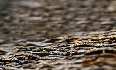 blurred tree bark surface for background, tree bark rough texture blur