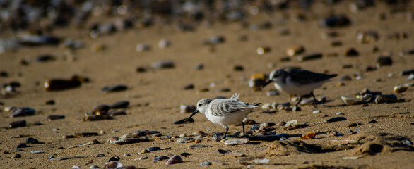 Vendée, France; January 25, 2021: A sanderling (Calidris alba) looks for moluscs to eat on a beach in Bretignolles Sur Mer.

