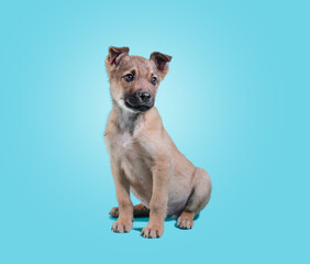 mongrel puppy sitting on a blue background
