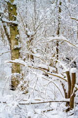 A forest covered with white snow. Picture from Scania, southern Sweden