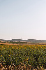 Sunflowers Field With High Voltage Pylons In The Countryside