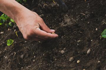 planting coffee seeds
colombian coffee
farming

