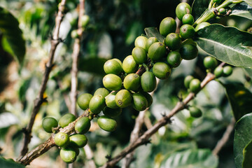 coffee grains
coffee plant
harvesting coffee