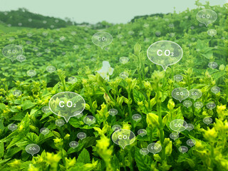 緑の草とCO2