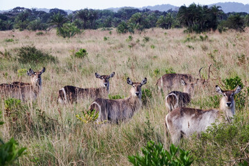 Safari im iSimangaliso-Wetland-Park - Durban