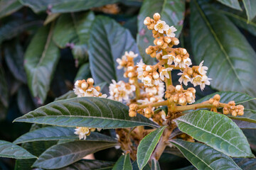 Close-up of beautiful flowers flowering Japanese loquat tree (Eriobotrya Japonica) in autumn Sochi city park.