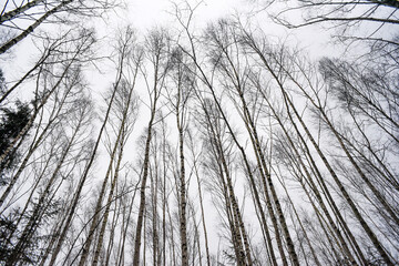 Winter trees against the sky, texture.