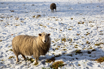 Naklejka premium Grazing Sheep in the snow