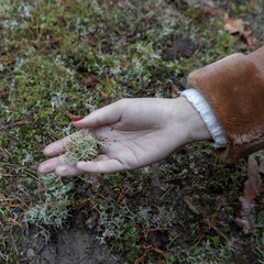 Forest © PhotoNowicka