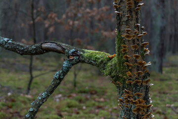 Forest © PhotoNowicka