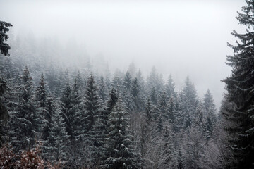 .Snow covered trees in the forest during a fog.