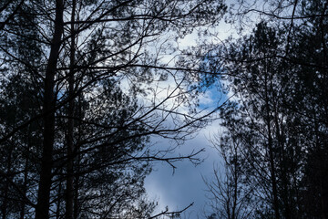 Forest © PhotoNowicka