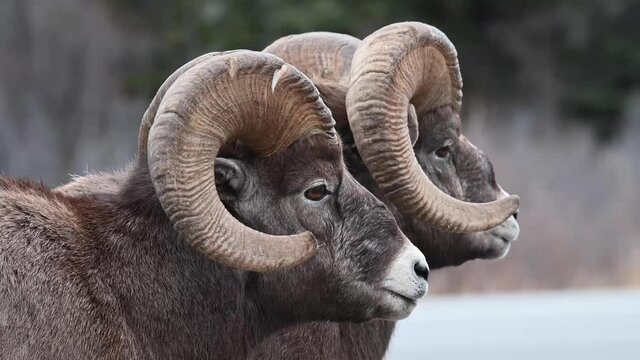 Bighorn sheep in the wild