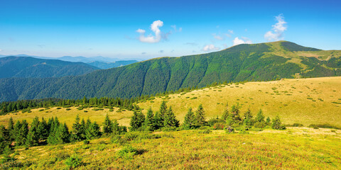 summer mountain landscape in the morning. fir trees on grassy meadows. distant hills beneath a blue...