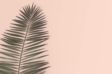palm tree leaves on pink background
