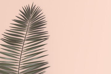 Obraz premium palm tree leaves on pink background