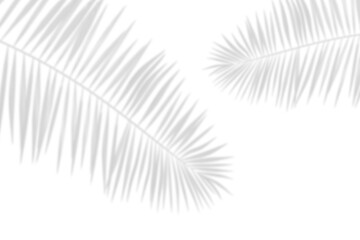 palm leaves shadow on white background