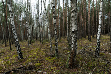 Forest © PhotoNowicka