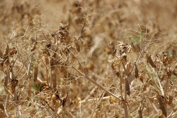 Fototapeta premium peas in pods