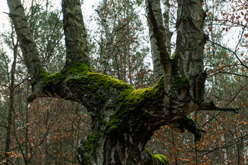 Forest © PhotoNowicka