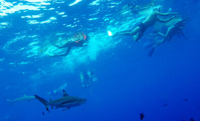 Swimming with sharks in Bora Bora, South Pacific