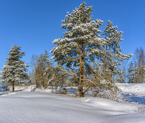 Sunny March day in the pine forest of the Leningrad region