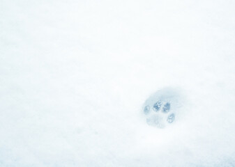 footprint of a cat's paw in snow