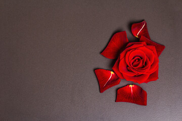Fresh burgundy rose and petals on a black stone concrete background