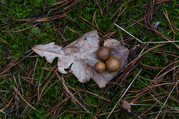 Forest © PhotoNowicka