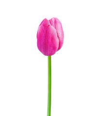 Tulip flower isolated on white background. Useful for beautiful floral design on holiday like 8 March (International Women day), Mother's day gift card