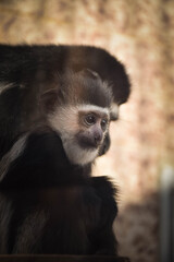 Fototapeta premium Mum and baby of Colobus guereza in a zoo. They so nice relationship