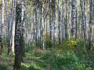 summer Russian birch grove under the sun