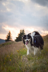 Naklejka na ściany i meble border collie is running in the field in the nature, in mountain in czech republic. She is very happy.