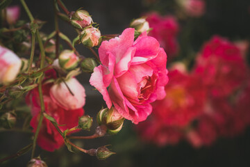Pink rose flower on background blurry pink roses flower in the garden of flowers.