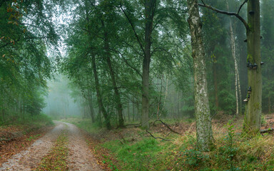 A foggy forest path in autumn in germany