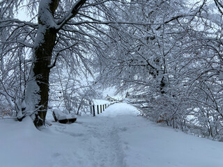 a path in winter