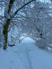 a path in winter