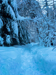 a path in winter