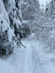 a path in winter