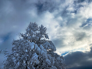 a single tree in winter