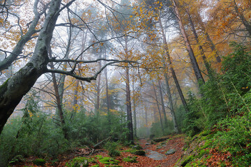 Fototapeta na wymiar Gorgeous forest in Hecho Valley, Aragonese pyrenees, Huesca province, Spain
